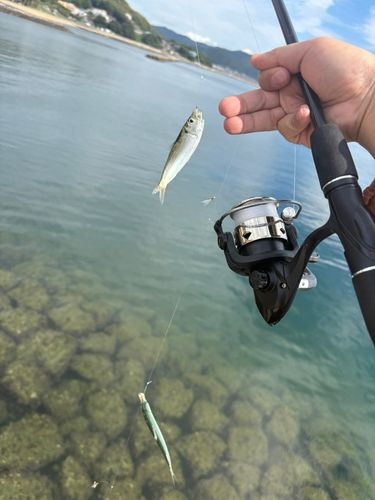 サッパの釣果