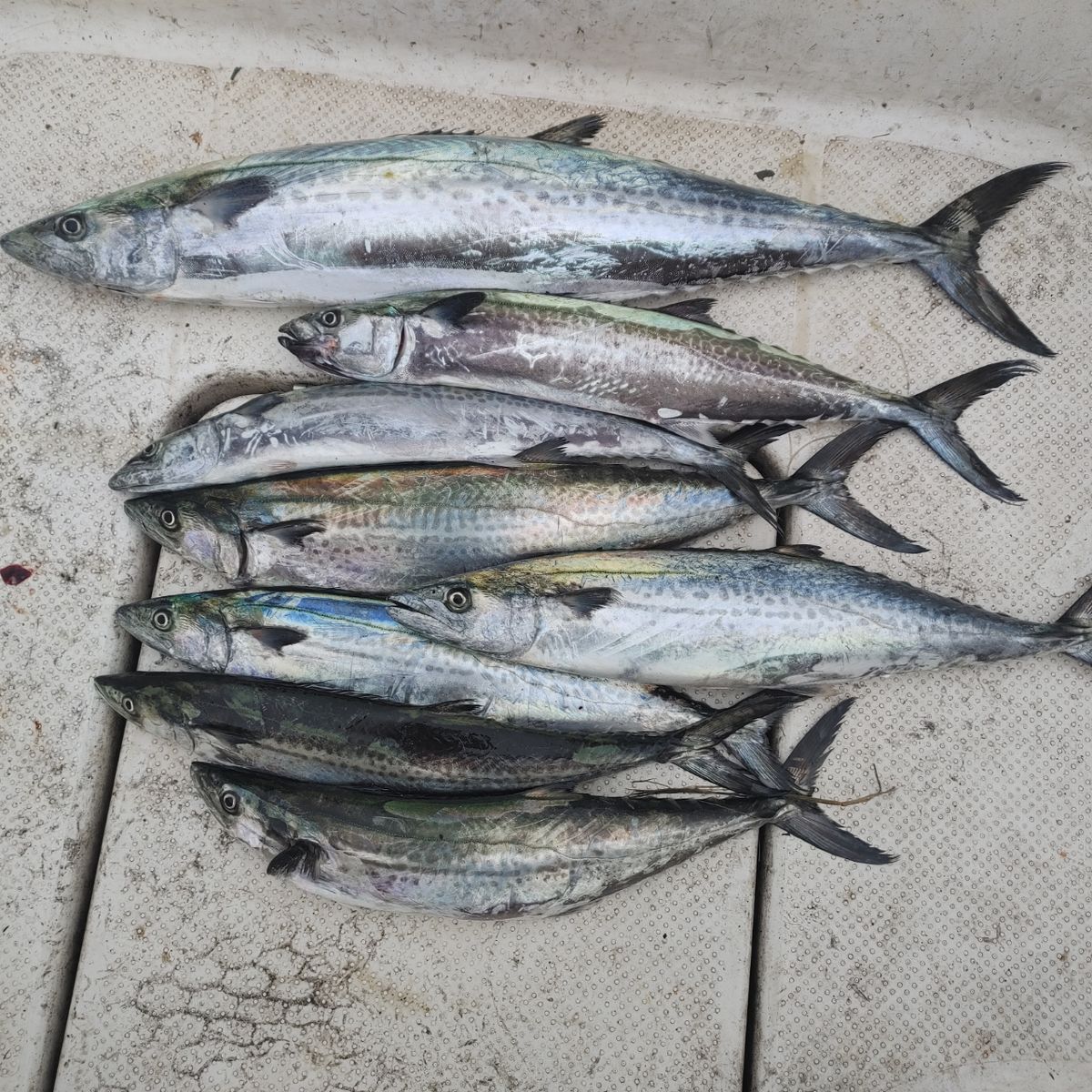 ZUBORAな船長さんの釣果 1枚目の画像