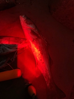 スズキの釣果