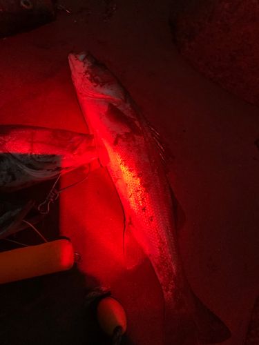 スズキの釣果