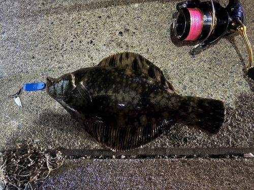 クロガシラガレイの釣果