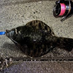 クロガシラガレイ