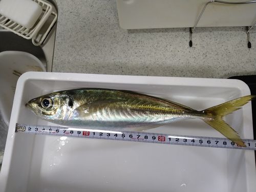 アジの釣果
