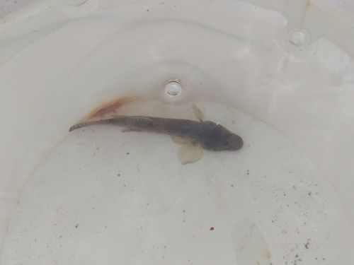 根岸湾