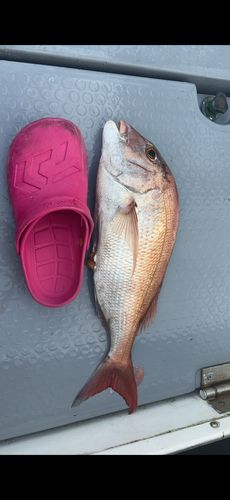 タイの釣果