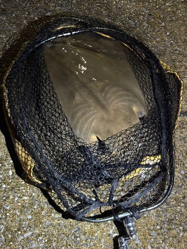 エイの釣果