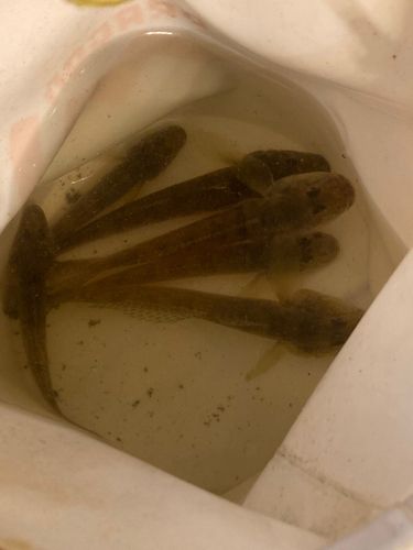 マハゼの釣果