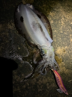 アオリイカの釣果