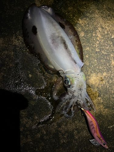 アオリイカの釣果