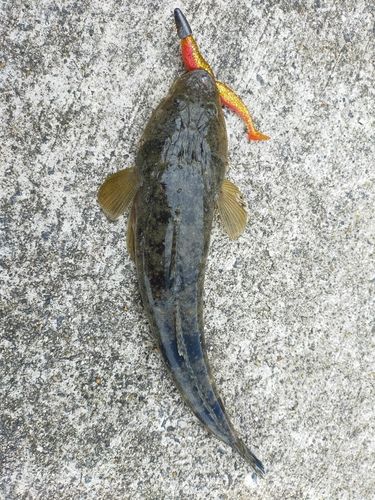 マゴチの釣果