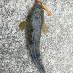 マゴチ
