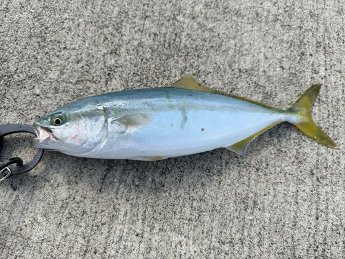 越喜来湾