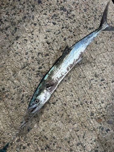 サゴシの釣果