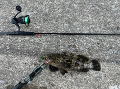 チャイロマルハタの釣果