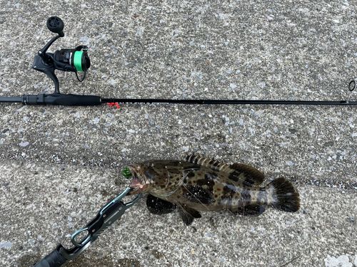 チャイロマルハタの釣果