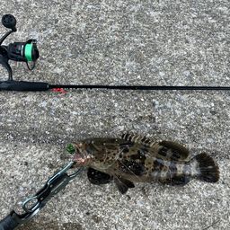 チャイロマルハタ