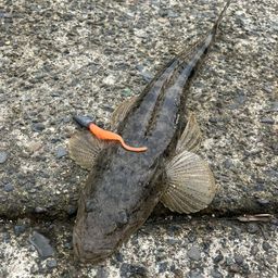 マゴチ
