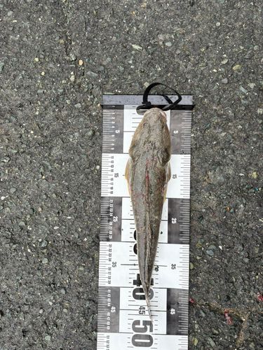 マゴチの釣果