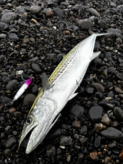 サゴシの釣果