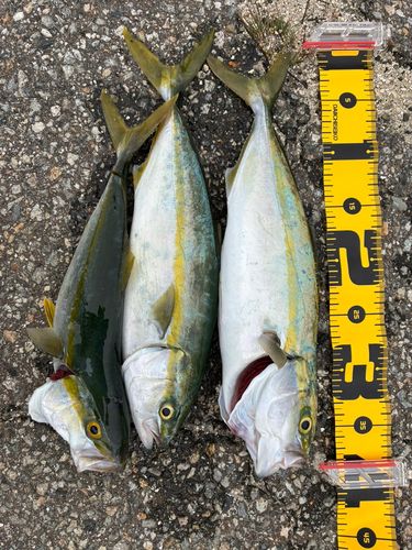 フクラギの釣果