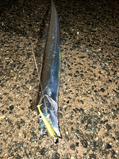 タチウオの釣果