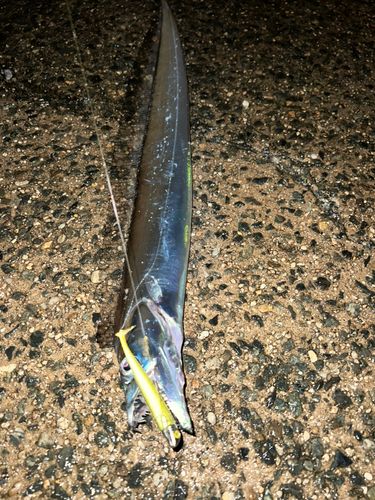 タチウオの釣果