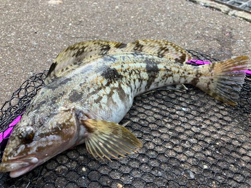 アイナメの釣果