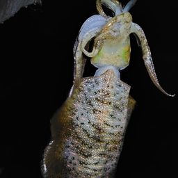 アオリイカ