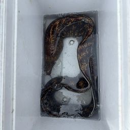 ウツボ