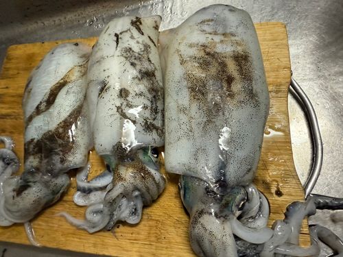 アオリイカの釣果