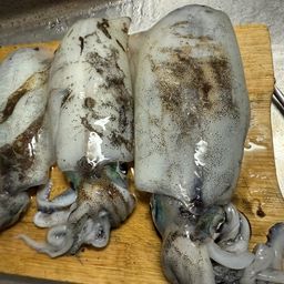 アオリイカ