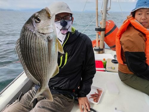 マダイの釣果