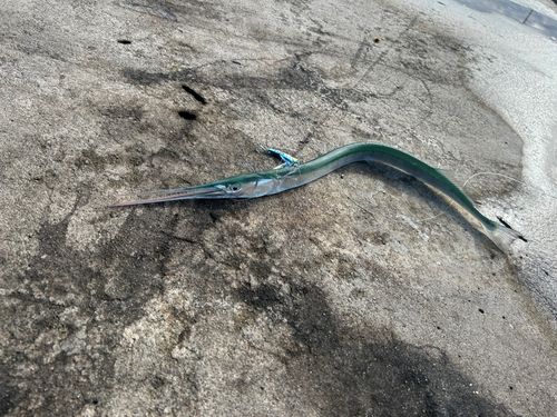 魚津漁港