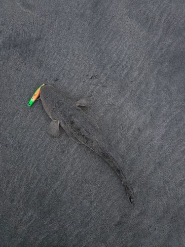 マゴチの釣果