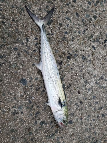 サゴシの釣果