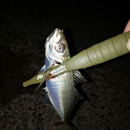 アジ