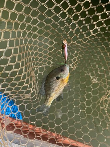 ブルーギルの釣果