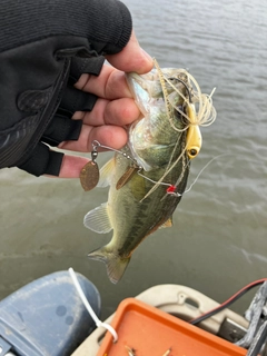 ラージマウスバスの釣果