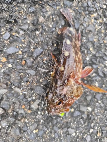 カサゴの釣果