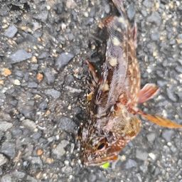 カサゴ