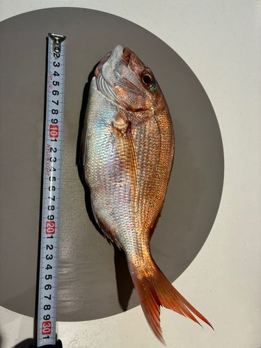 片浜海岸
