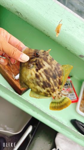 カワハギの釣果
