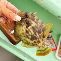 カワハギ