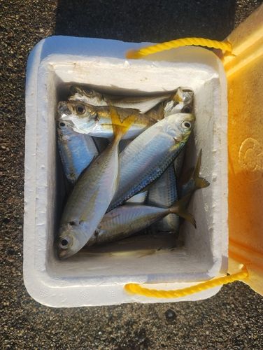 富山湾