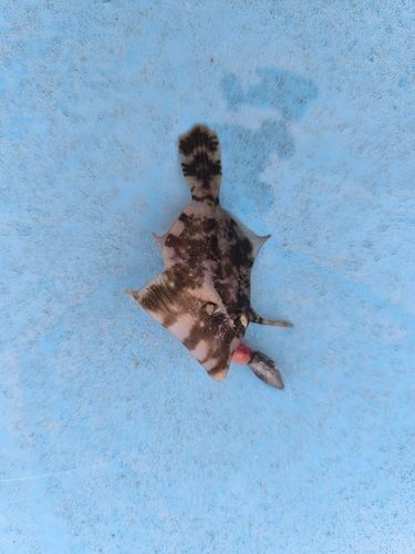 トゲカワハギの釣果
