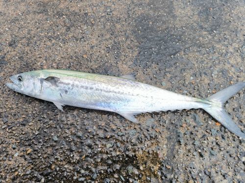 サゴシの釣果