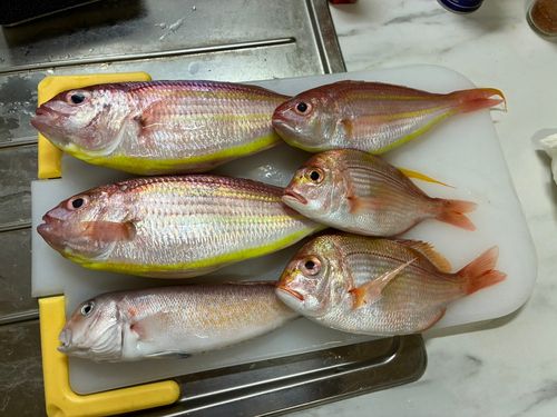 ソコイトヨリの釣果