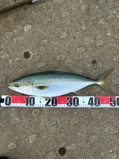 ハマチの釣果