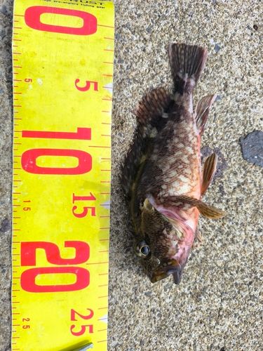 カサゴの釣果