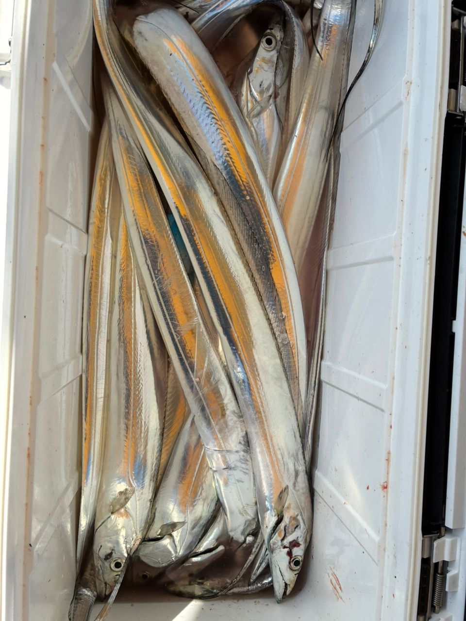 MAKIJACKさんの釣果 1枚目の画像